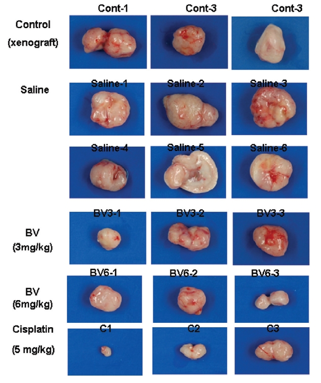 Effect of BV on representative photographs of tumor mass