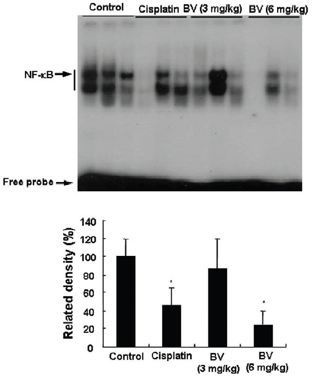Inhibition of NF-κB in LNCaP xenografts nude mice