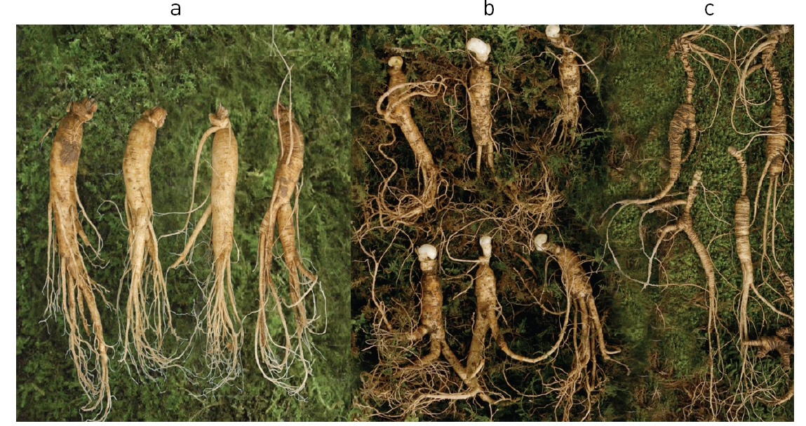 Cultivated ginseng(CG-a), mountain cultivated wild ginseng(MCWG-b) and mountainwild ginseng(WG-c) wereused for ginseng extracts.