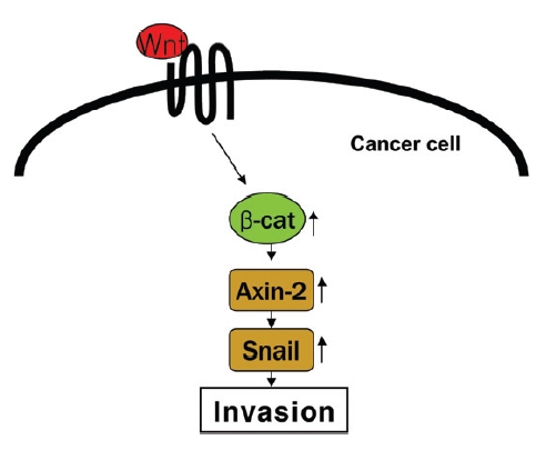 Schematic diagram showing that β?-catenin,stabilized either by canonical Wnt signalling,triggers TCF-dependent signaling that inducesAxin2 expression. In turn, Snail1 protein half-lifeis increased, thereby engaging a Snail1-dependentEMT process.