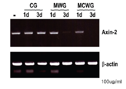 RT-PCR analysis of AXIN2 mRNA expression inhuman colorectal carcinoma LOVO cell linestreated with the CG extracts, MCWG extracts, or WG extracts(100㎍/㎖) for 3 days. Lane (-), negativecontrol.