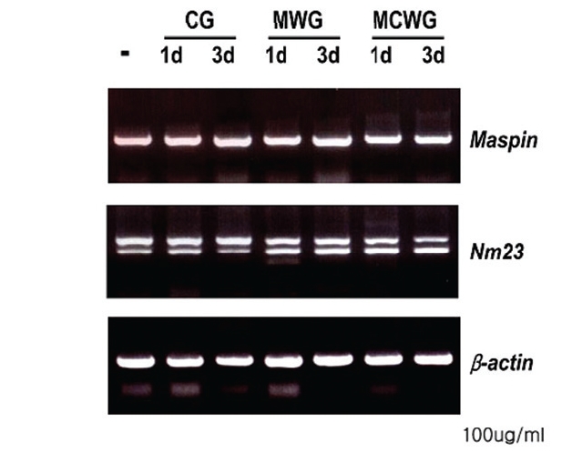 Expression of mRNA for maspin and nm23 on LOVO cells. Total RNA(2μg) from LOVO cells treated with the CG extracts, MCWG extracts, or WG extracts(100㎍/㎖) for 3 days was examined by RTPCR analysis. Lane (-), negative control.
