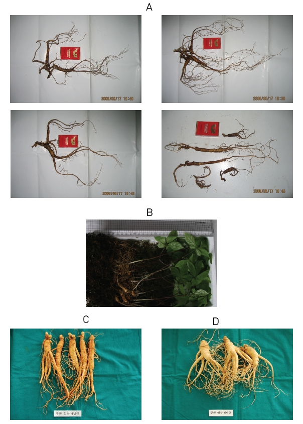 Wild ginseng with approximate age of 20-50 years