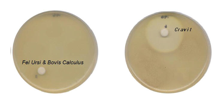 MIC of Fel Ursi & Bovis Calculus Pharmacopuncture Solutions and cravit on Staphylococcus aureus.