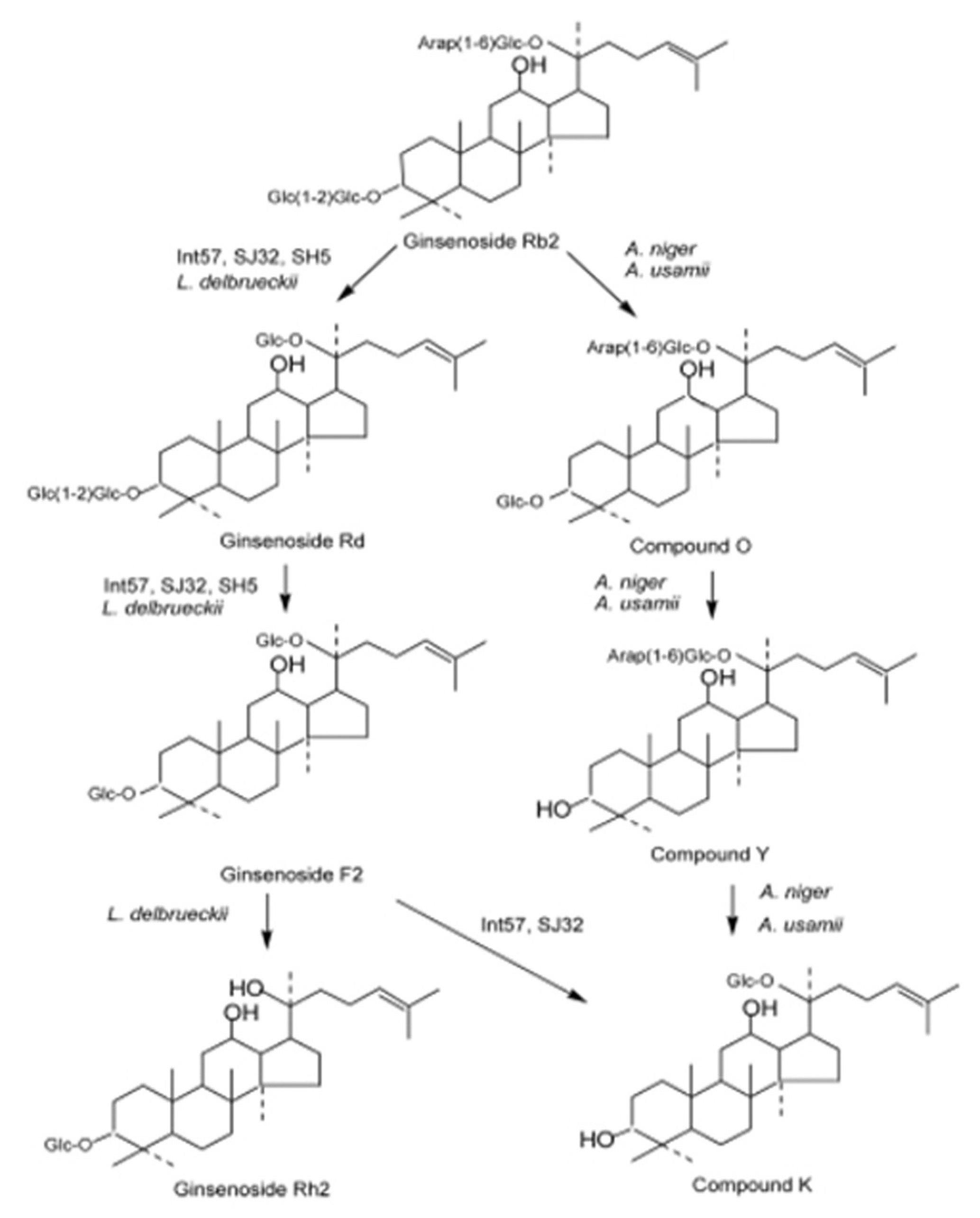 Proposed Transformation Pathways of Rb2 by Cell-Extracts from Various Food Microorganisms