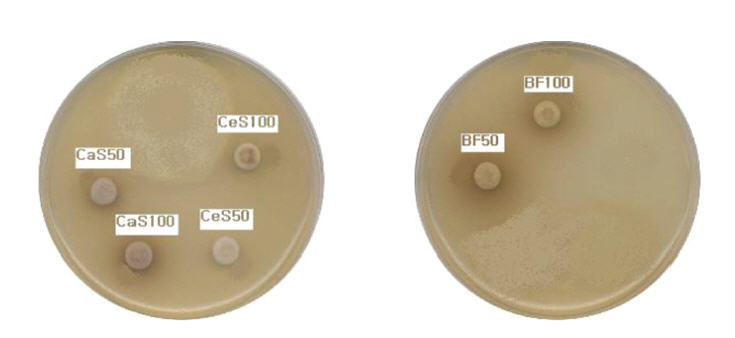 MIC of CaS50, CaS100, CeS50, CeS100, BF50, BF100(50㎕) on Staphylococcusaureus(KCTC 1916) was not showed.