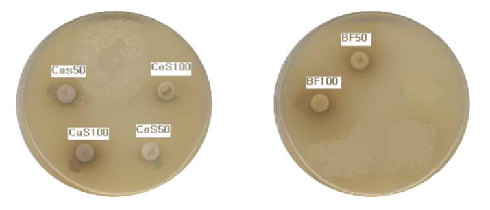 MIC of CaS50, CaS100, CeS50, CeS100, BF50, BF100(50㎕) on Staphylococcusepidermidis(KCTC 1917) was not showed.