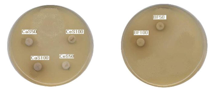 MIC of CaS50, CaS100, CeS50, CeS100, BF50, BF100(50㎕) on Pseudomonasaeruginosa(KCTC 2004) was not showed.