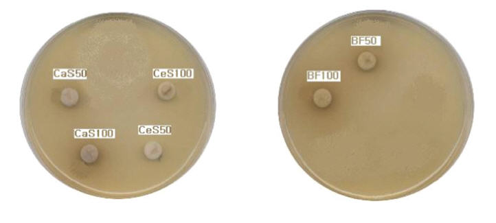 MIC of CaS50, CaS100, CeS50, CeS100, BF50, BF100(50㎕) on Candidaalbicans(KCTC 16322) was not showed.