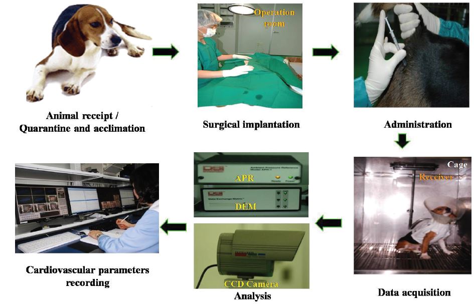 Process of cardiovascular test for the conscious telemetered Beagle dogs.