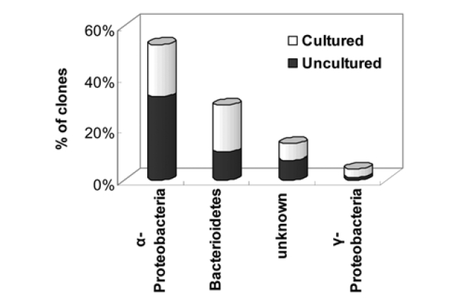 Percentages of clones represented by the major phylogenetic groups.