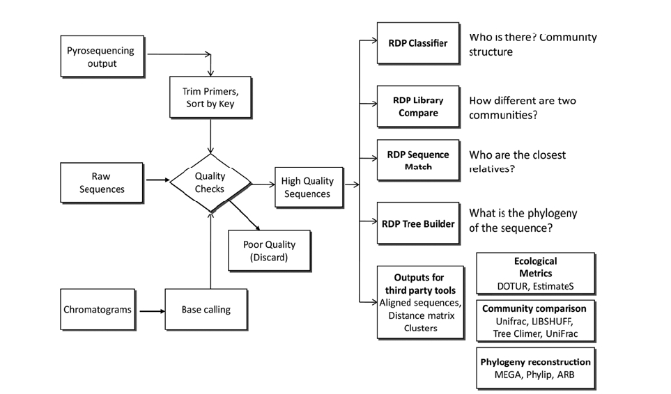 Overview of the processing of sequence data by the RDP. Data entered can be either chromatogram files or sequence files. If chromatogram sequences are submitted, they will be used to assign bases to each position with a given quality standard.