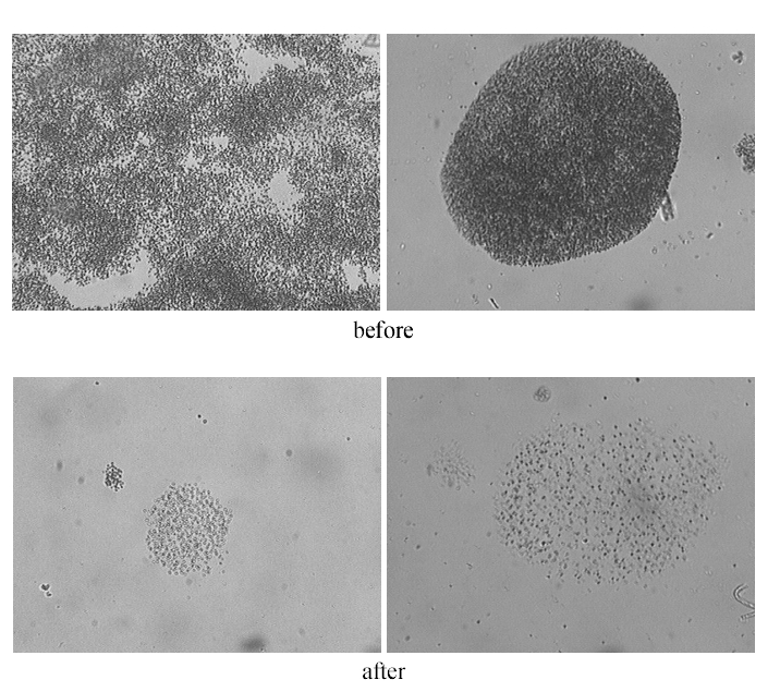Photograph of Microcystis sp. before and after photodegradation by the RPODisk reactor.