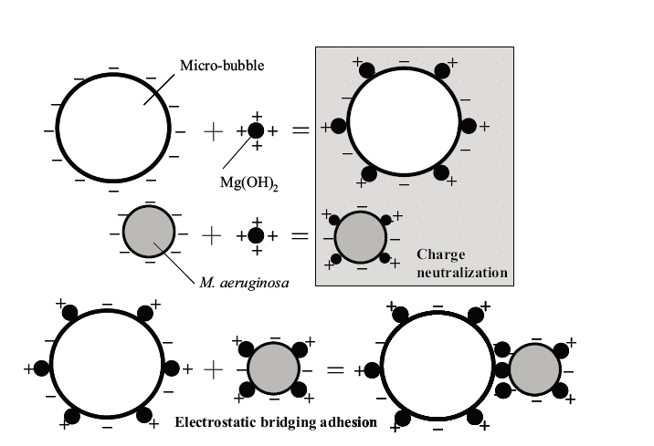 Schematic diagram of the electrostatic bridging effect