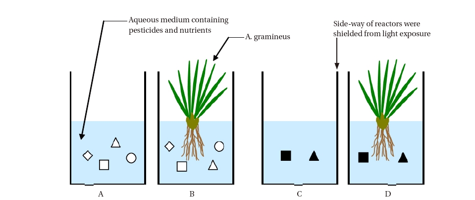 Experimental setup for phyto-processes of organophosphorus (OP) and organochlorine (OC) removal by Acorus gramineus. Letters A, B, C, and D represent the reactors of OP control; OP with plant; OC control; OC with plant. Symbol: diazinon (?); fenitrothion (□); malathion (△); parathion (○); dieldrin (■); hexachlorobenzene (▲).