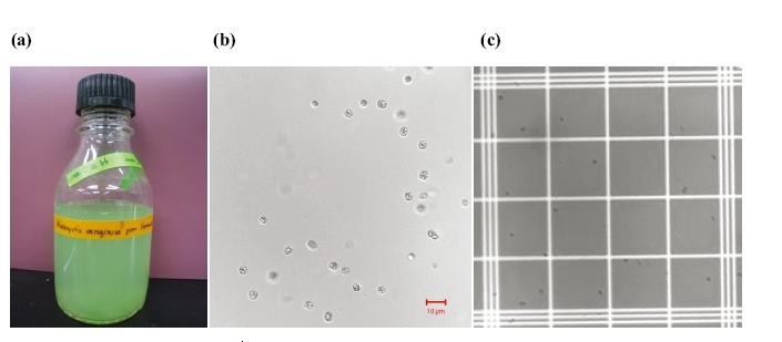 M. aeruginosa strain NIER-10111 after 30 days growth, incubated between  20℃ - 25℃, illumination = 2,500 ? 3,000 lux, shaking rate = 100 rpm. (a) Visual  image of laboratory batch culture. (b) Differential interference contrast (DIC) image of  cells on glass slide by confocal laser scanning microscope (CLSM; scale bar of 10  μm). (c) DIC image of cells on a haemocytometer cell by CLSM.