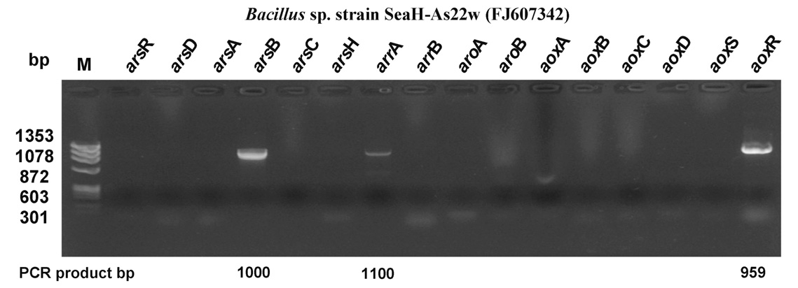 Agarose gels (0.7 to 2.0%) showing PCR products amplified from the genomes of several arsenite-resistant bacterial strains. Lanes M: Lambda DNA/HindIII size mark (Promega, USA). The strain shown is SeaH-As22w (FJ607342).