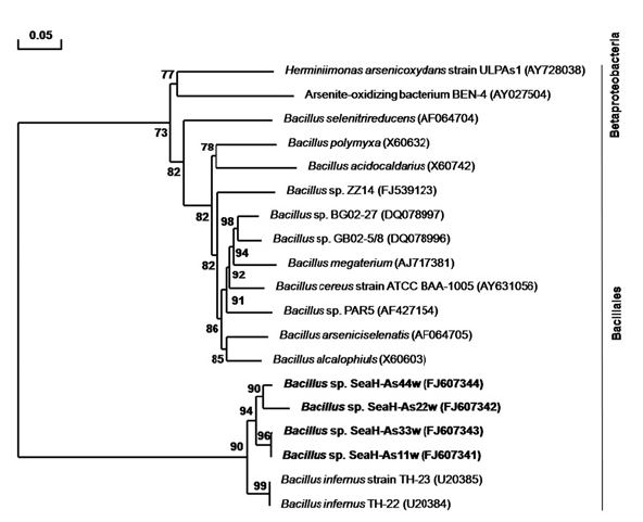 Phylogenetic tree based on the 16S rDNA sequence, showing the positions of the arsenite-oxidizing bacterial isolates SeaH-As22w (FJ607342) and Bacillales. The tree was constructed from a matrix of pair-wise genetic distances using the neighborjoining tree method. The phylogenetic data were obtained by aligning the different arsenic-resistant bacterial sequences in the Search Tool (BLAST; National Center for Biotechnology Information [http:www.ncbi.nlm.nih.gov]) using standard parameters. The scale bar represents 0.05 substitutions per 100 nucleotides within the16S rDNA sequence.
