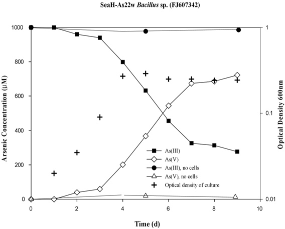 Arsenite oxidation, arsenate reduction, and culture density under facultative anaerobic conditions for SeaH-As22w Bacillus sp. (FJ607342). The experiments were performed independently, in triplicate, in the batch modes, with a working volume of 60 mL and temperature of 22°C. Each data point represents the average value for the readings from triplicate experiments.