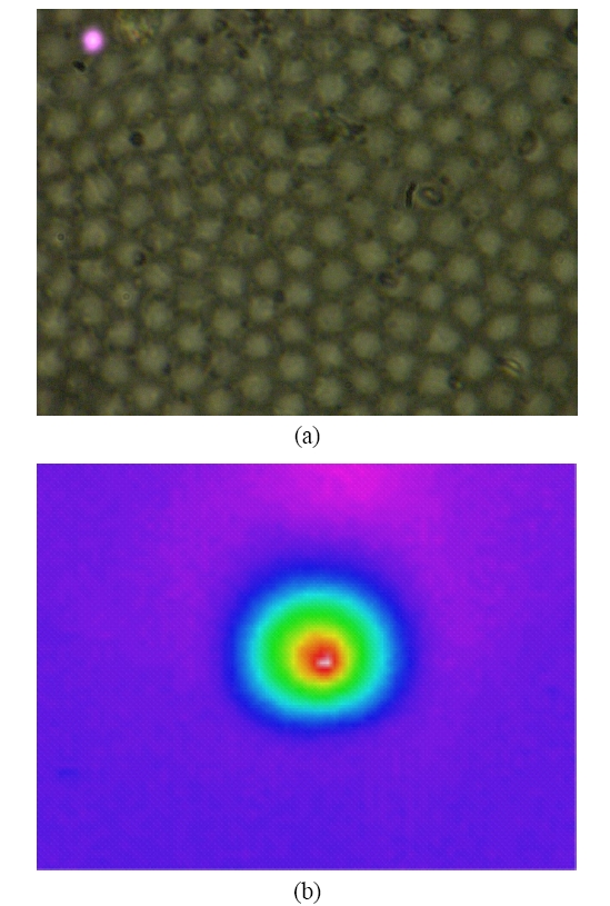 Fiber bundle imaging probe: (a) microscope image(end surface); (b) beam profile (single core output).