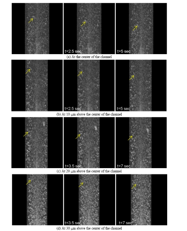 Blood cells at the different depth of the micro channel. Images at different depth of the channel were taken with the confocal microscopy with the axial resolution of 4 ㎛. (a) at the center of the channel, (b) at 10 ㎛, (c) at 20 ㎛ above, and (d) at 30 ㎛ above the center of the channel. The time in the image indicates the time elapsed after the first frame taken.