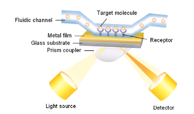 Schematic of a prism coupler-based reflection-typeSPR system. A TM-polarized light with a fixed wavelengthor a fixed incidence angle illuminates the sensorsubstrate through a high-index prism coupler. A thin metalfilm is deposited on a slide glass with an adhesion layer.Within fluidic channels, receptors are immobilized on thesensor surface and target analytes in an aqueous solutionare bound selectively to them.