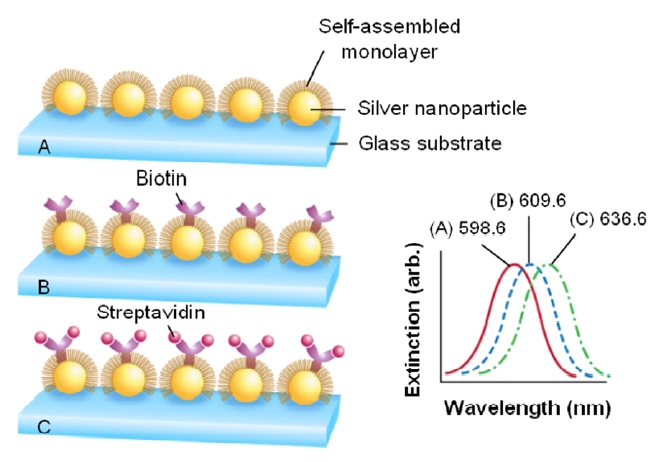 Detection of SA binding to biotinylated silver nanoparticles immobilized on a glass substrate. (A) Silver nanoparticles after surface modification with 1 mM SAM, λLSPR = 598.6 nm. (B) Silver nanoparticles after modification with 1 mM biotin, λLSPR = 609.6 nm. (C) Silver nanoparticles after modification with 100 nM SA, λLSPR = 636.6 nm.
