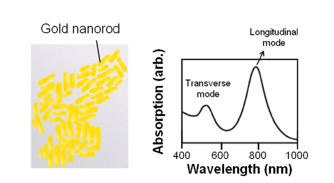 Synthesis of gold nanorods and their absorptionspectrum. Two distinct plasmon modes become morepronounced when the aspect ratio of the metallic nanorodsis increased: one at a shorter wavelength of ~520 nm isdue to the coherent electron oscillation along the short axis,and the other is at a longer wavelength of ~780 nm, whichis more intense and obtained from the coherent electronoscillation along the long axis [66].