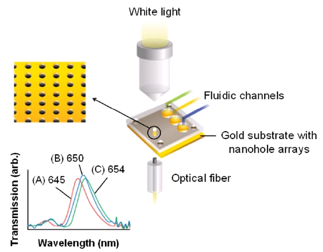 Experimental setup for light transmission measurements through the arrays of subwavelength holes and transmission spectra of normally incident white light [76]. All spectra were obtained using near-IR source from the halogen lamp, objective lens (×100), and optical fiber-coupled spectrometer. The arrays of subwavelength holes were fabricated using focused ion beam milling and the diameter of the nanohole arrays was 200 nm and the gold film was 100-nm thick. In biological experiments, the substrates were modified with a SAM and then were immersed in 100 μM aqueous solution of bovine serum albumin (BSA). The transmission peaks were found at (A) 645 nm for bare gold surface, (B) 650 nm for gold substrate modified with a SAM, and (C) 654 nm for BSA adsorption to the SAM immobilized on the gold surface, respectively.