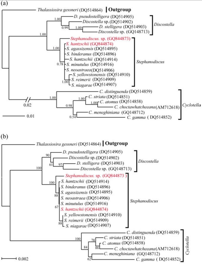 Phylogenetic relationships of three centric diatom genera, Cyclotella, Discostella, and Stephanodiscus, inferred by nearly complete18S rDNA sequences with (a) Bayesian and (b) NJ algorithms, respectively. Both analyses were used as the same datamatrix, with different nucleotide substitution models (e.g. GTR + I + G in Bayesian, and Maximum Composite Likelihood in NJalgorithm). Likelihood scores as the Bayesian tree were calculated at ?lnL = 3,898.6. The centric diatom, Thalassiosira gessneri#AN02-08 (GenBank no. DQ514864), was used as the outgroup. Bayesian posterior probabilities less than 0.50 and bootstrap proportionless then 50% were not shown.