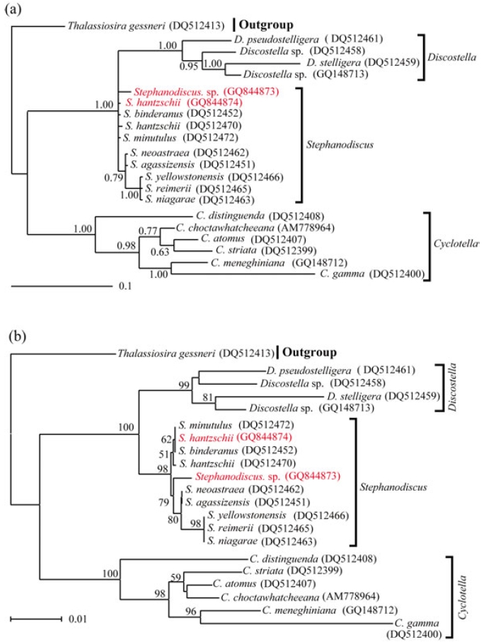 Phylogenetic relationships of three centric diatom genera, Cyclotella, Discostella, and Stephanodiscus, inferred by partial 28SrDNA sequences with (a) Bayesian and (b) NJ algorithms, respectively. Both analyses were used as the same data matrix, withdifferent nucleotide substitution models (e.g. GTR + I + G in Bayesian, and Maximum Composite Likelihood in NJ algorithm).Likelihood scores of Bayesian tree was calculated at ?lnL = 2,296.2. The centric diatom, Thalassiosira gessneri #AN02-08 (GenBankno. DQ512413), was used as the outgroup. Bayesian posterior probabilities less than 0.50 and bootstrap proportion less then 50%are not shown.