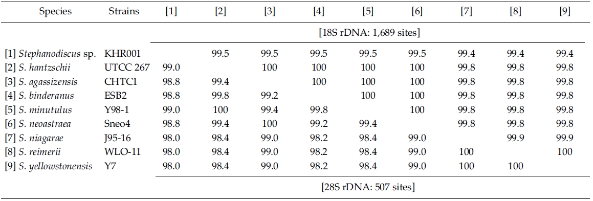 Similarity scores between 9 pairs of the aligned sequence data of the nearly complete 18S rDNA (above diagonal) and partial 28S rDNA (below diagonal) from nine selected species of Stephanodiscus