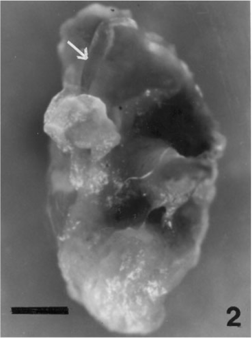 Regeneration of a young filament (arrow) from the subcultured callus in f/2 solid medium supplemented with 0.5% glycerol. (scale bar = 0.05 mm).