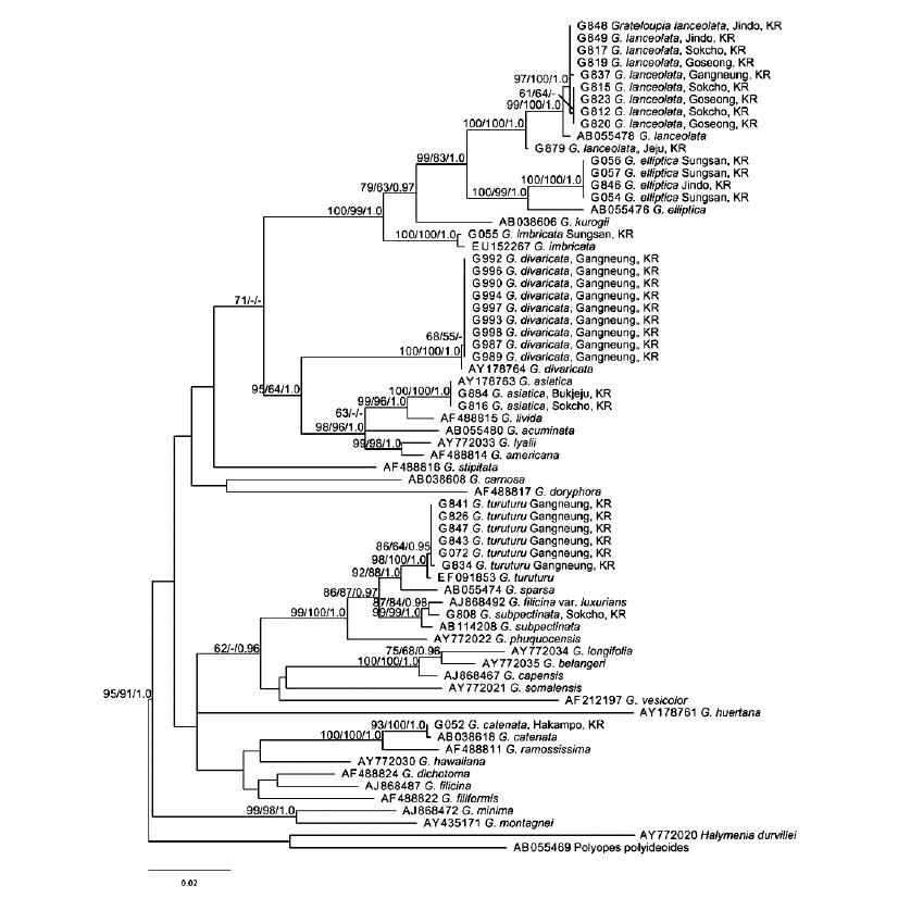 Maximum likelihood (ML) tree of Grateloupia in Korea using rbcL sequences in the GTR + Γ + I evolution model (-lnL = 8005.214686; substitution rate matrix RAC = 0.188084, RAG = 0.770560, RAT = 0.834467, RCG = 0.612457, RCT = 10.055827, RGT = 1; base frequencies πA = 0.30735, πC = 0.16597, πG = 0.21885, πT = 0.30784; shape parameter [α] = 0.188084). Values above each clade refer to ML and Maximum parsimony (MP) bootstrap values and Bayesian posterior probabilities.