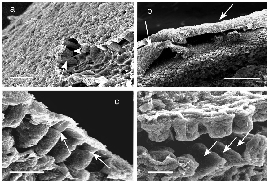 Ascophyllum nodosum. Scanning electron micrographs. (a) Surface of thallus in naturally damaged area showingexposed meristoderm cells (arrows). (b) Thallus surface with layer of epidermal cells in process of shedding(arrows). Note diatom frustules on peeling layer and eclean’ surface on newly exposed cells. (c) Meristoderm cellswith constrictions (arrows) in partially collapsed cells indicating future position of cell plate and developing epidermallayer above. (d) Group of epidermal cells following partial shedding showing cell wall remains of previousepidermal layer on upper surface and more elongated meristoderm layer below (arrows). Scale bars: a = 100 μm, b= 250 μm, c = 50 μm, d = 25 μm.