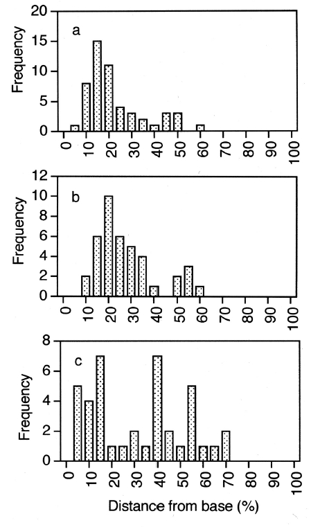 Histograms showing frequency distribution of nuclear position in meristoderm cells of Ascophyllum nodosum. Note absence of nuclei in upper 25-35% of cells. (a) Cells with single nuclei. (b) Cells with two nuclei side by side aligned parallel to the cell surface. (c) Cells with nuclei aligned perpendicular to the cell surface.
