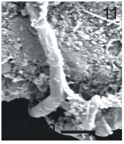 Detail of wall cell of epiphytic filament L. elsbetiae under SEM.