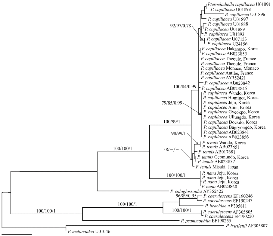 Maximum parsimonious tree of the genus Pterocladiella from Korea. Values above branches refer to maximum parsimony and maximum likelihood bootstrap values and Bayesian posterior probabilities.