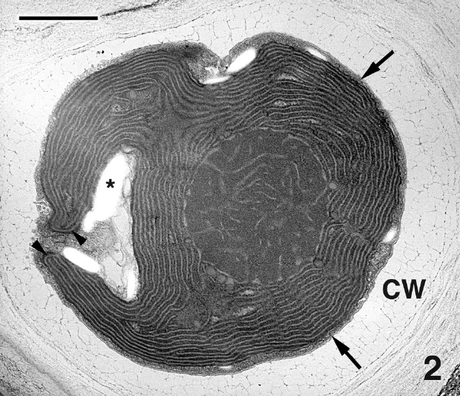 Transverse section of a cell showing chloroplast and pyrenoid, starch grains (*) and a thin layer of peripheral cytoplasm (arrows). A peripheral encircling thylakoid is visible in the chloroplast lobes (arrowheads).