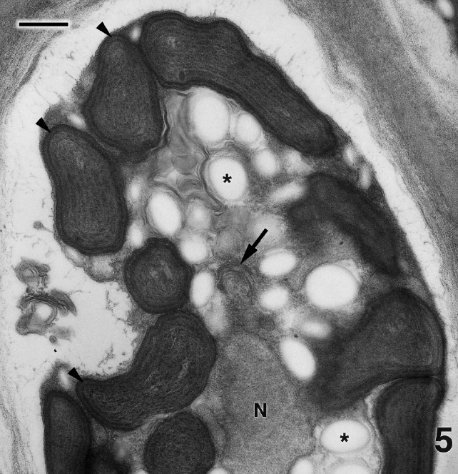 5. A rarely encountered Golgi body (arrow) is in the cell center near a nucleus (N). Peripheral encircling thylakoids are visible in the chloroplast lobes (arrowheads). Fig. 4, 2 μm; Fig. 5, 0.5 μm.
