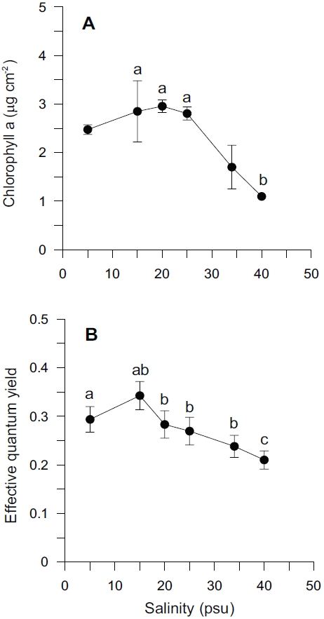 Chlorophyll-a concentrations (μg cm-2) (A) and effective quantum yield (B) of Ulva pertusa determining after experiment end as a function of salinity. Error bars represent the mean (± SD) of 3 or 5 replicates. Letters represent the results of multiple comparison test (p < 0.05).