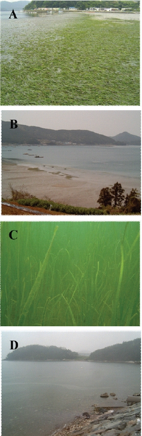 Seagrass beds and general views of the donor site (A, B) and the transplant site (C, D).