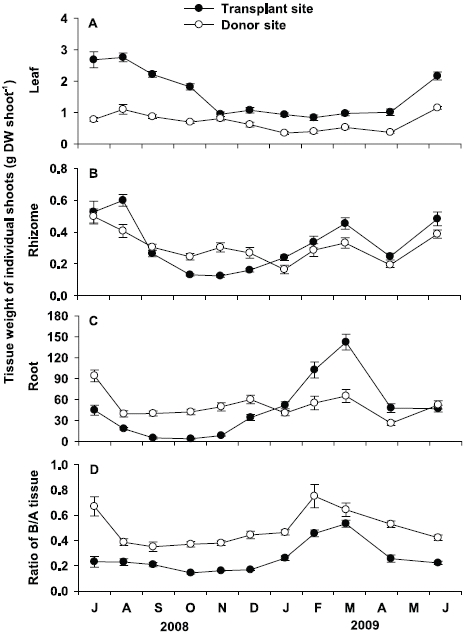 Seasonal variations in leaf tissue weight (A), rhizome tissue weight (B) and root tissue weight (C) of individual shoots, and ratio of below-/aboveground tissue (D) at the transplant site and the donor site. Error bars represented the standard error of means.