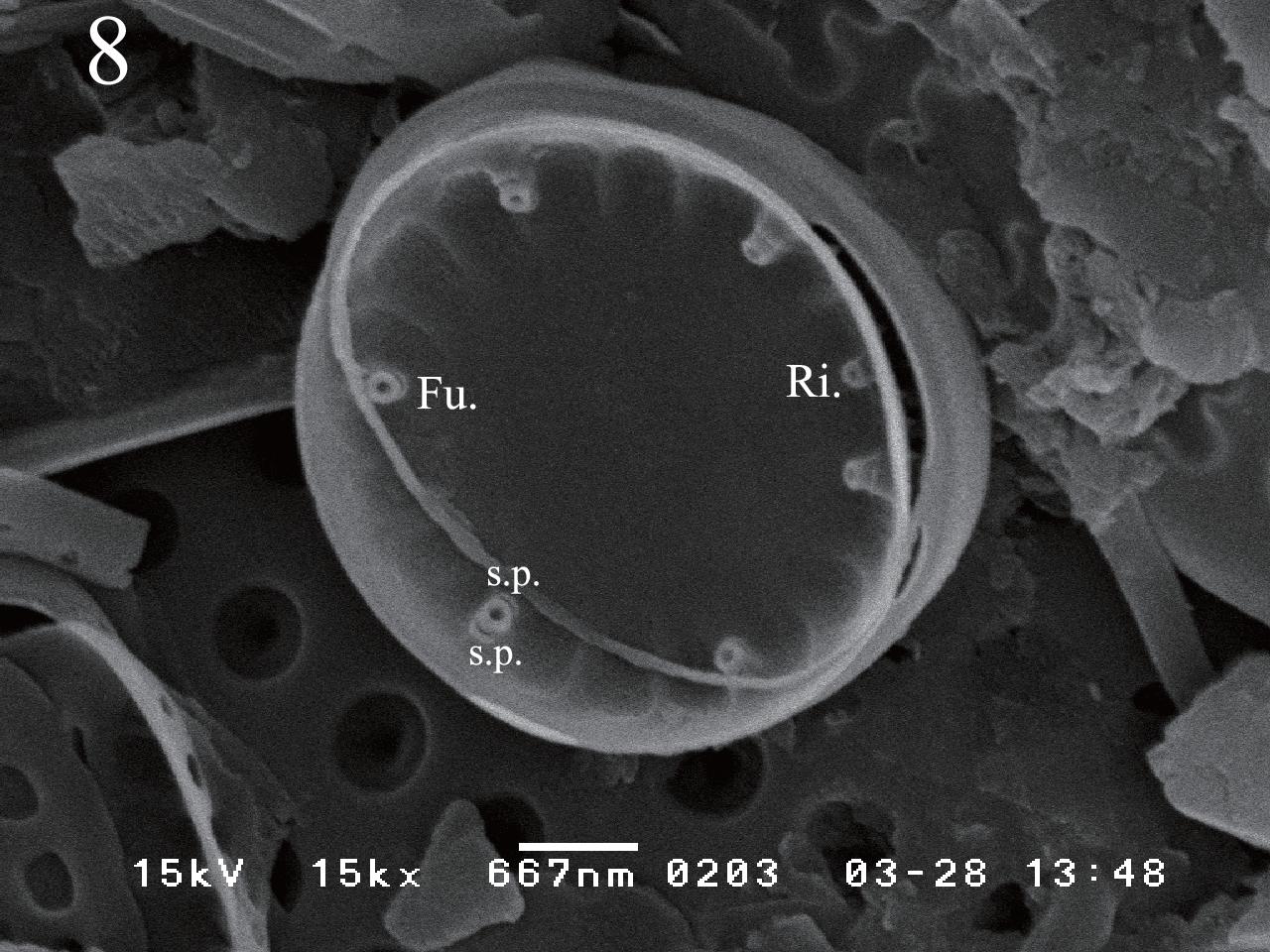 Cyclotella atomus var. marina SEM photos (Fu., Fultoportula; Ri., Rimoportula; s.p., satellite pore). Fig. 8. Six fultoportulae with two satellite pores arranged at every third cost, while one rimoportula is located beside one fultoportula.
