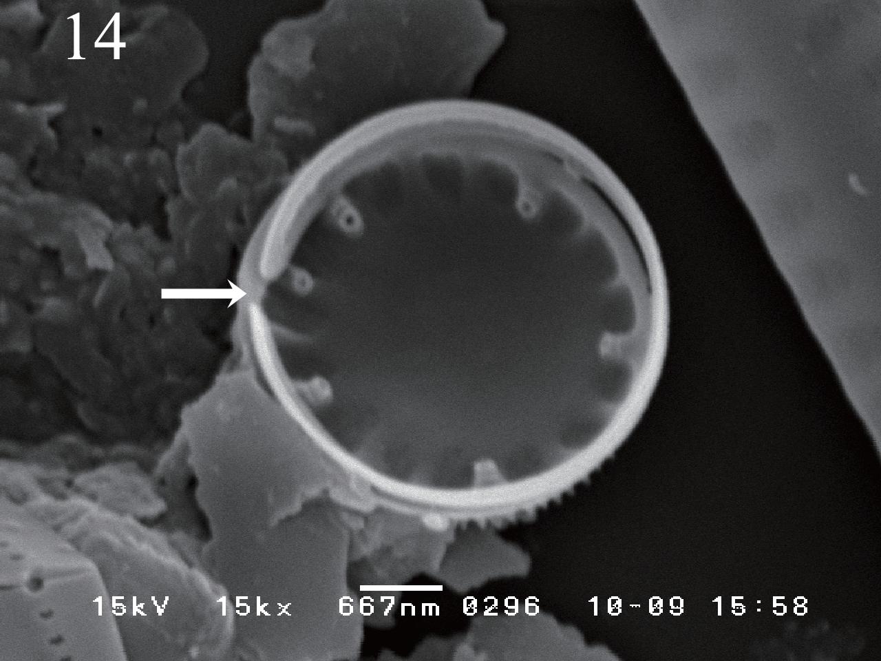 Cyclotella atomus var. marina SEM photos; intenal valve view. Fig. 14. Five fultoportulae and one rimoportula.