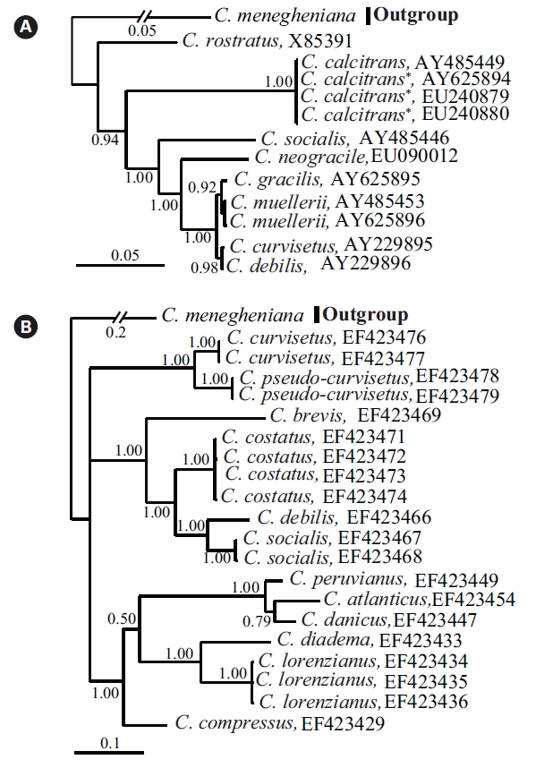 Phylogenetic relationships of Chaetoceros inferred from (A) nearly complete 18S rDNA and (B) partial 28S rDNA sequences with Bayesian algorithms. Bayesian likelihood scores were recorded at ?lnL = 5067.4 in 18S tree and at ?lnL = 3970.5 in 28S tree, respectively. The numbers at each node represent posterior probability (> 0.50). *Chaetoceros. calcitrans f. pumilus.