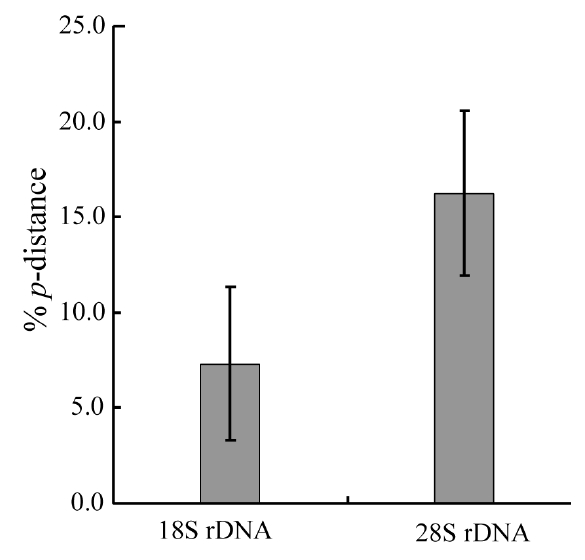 Nucleotide divergences of Chaetoceros 18S and 28S rDNAs based on corrected p-distances. Values of the p-distances were measured at 7.3 ± 4.01 (n = 36) for 18S and at 16.2 ± 4.34 (n = 66), respectively.