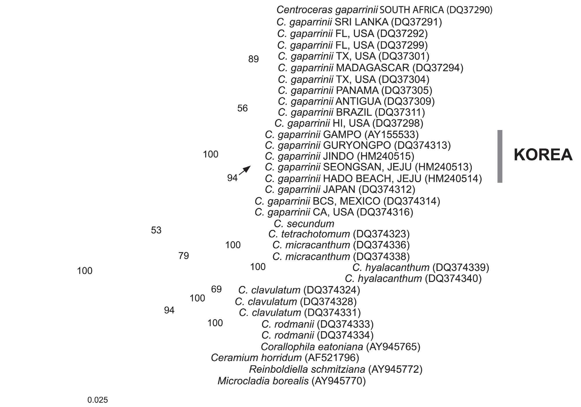 Phylogeny of the Centroceras based on the rbcL sequences inferred from Maximum Likelihood analyses using the General Time Reversible model (GTR) (Rodriguez et al. 1990) + G (Gamma distribution). The parameters were as follows: assumed nucleotide frequencies A = 0.3235, C = 0.1361, G = 0.2043, T = 0.3361; substitution rate matrix with A-C substitutions = 1.3647, A-G = 3.9246, A-T = 2.3629, C-G = 0.9594, C-T = 18.2459, G-T = 1.0000; proportion of sites assumed to be invariable = 0 and rates for variable sites assumed to follow a gamma distribution with shape parameter = 0.1547. Bootstrap proportion values (> 50%) for maximum likelihood (500 replicates).