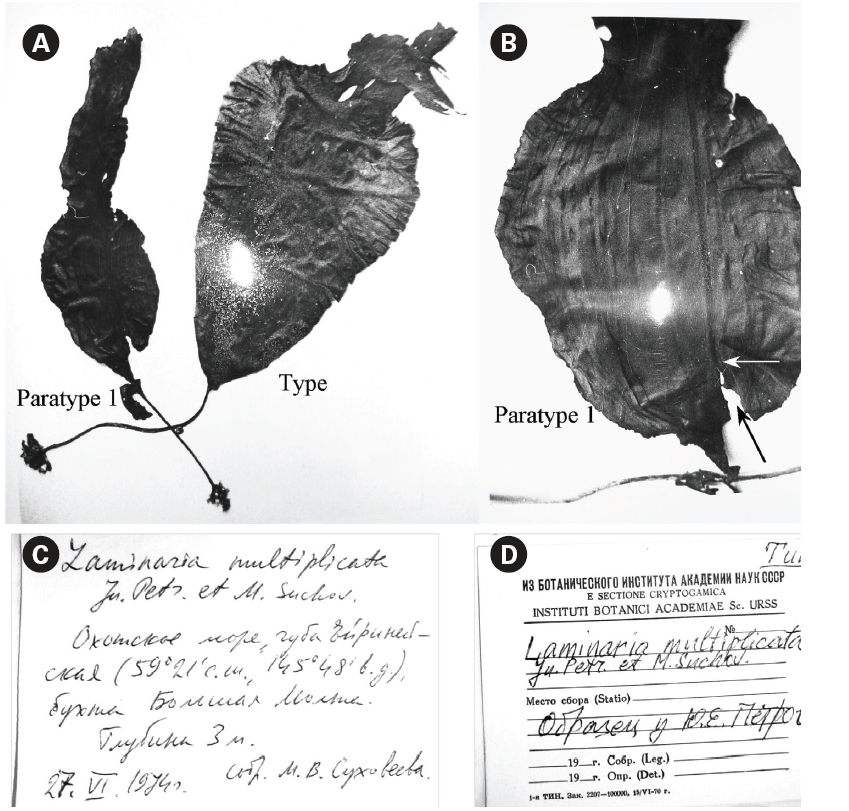 Type specimens of Laminaria multiplicata and original labels. These specimens (type and paratype) were also displayed in Novosti Sistematiki Nizshih Rastenii (News on Systematics of Non-vascular Plants) by Petrov and Suchovejeva (1976). The specimens (A, B) were re-photographed from black-and-white images arranged in a plate currently kept in KBI RAS. (B) An enlarged paratype. Arrows point to an area where the blade started to tear longitudinally. In Petrov and Suchovejeva’s paper (1976), this photograph was differently cropped. (C) Original label by Suchovejeva, specifying collection site, depth, date, and collector. (D) New label made in KBI RAS specifying ‘Type. Specimen kept by Petrov’.