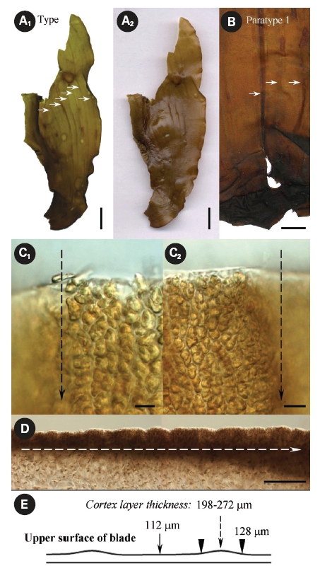 Morphology of protuberances called folds by Petrov and Suchovejeva (1976). (A1, 2) Seawater-saturated fragment of type showing protuberances (arrows), which were said to be the key character of this species. (A1) Specimen was placed on the piece of transparent plastic and photographed so that the light beam came through the blade from beneath. (A2) Same specimen photographed with the light beam directed from above. (B) Enlarged image of the basal part of paratype 1 (dry) showing protuberances (arrows). (C1, 2) Protuberance photographed from above, showing its left (C1) and right (C2) borders (dashed arrows). (D) Cross section of the blade, showing different thickness of the cortex layer (dashed arrow). (E) Schematic diagram of the blade’s appearance in the investigated plants of Laminaria multiplicata. Scale bars represent: Figs A1, 2 & B, 1.5 cm; Fig. C1, 2, 10 μm; Fig. D, 100 μm.